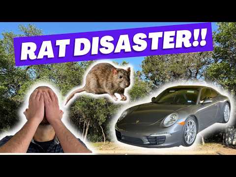 Rats ATE My Porsche 911!